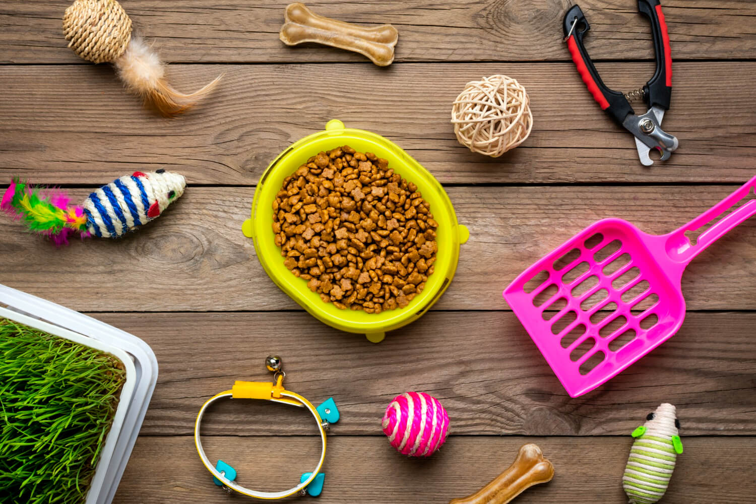 13.knowledge-before-owning-a-cat-2