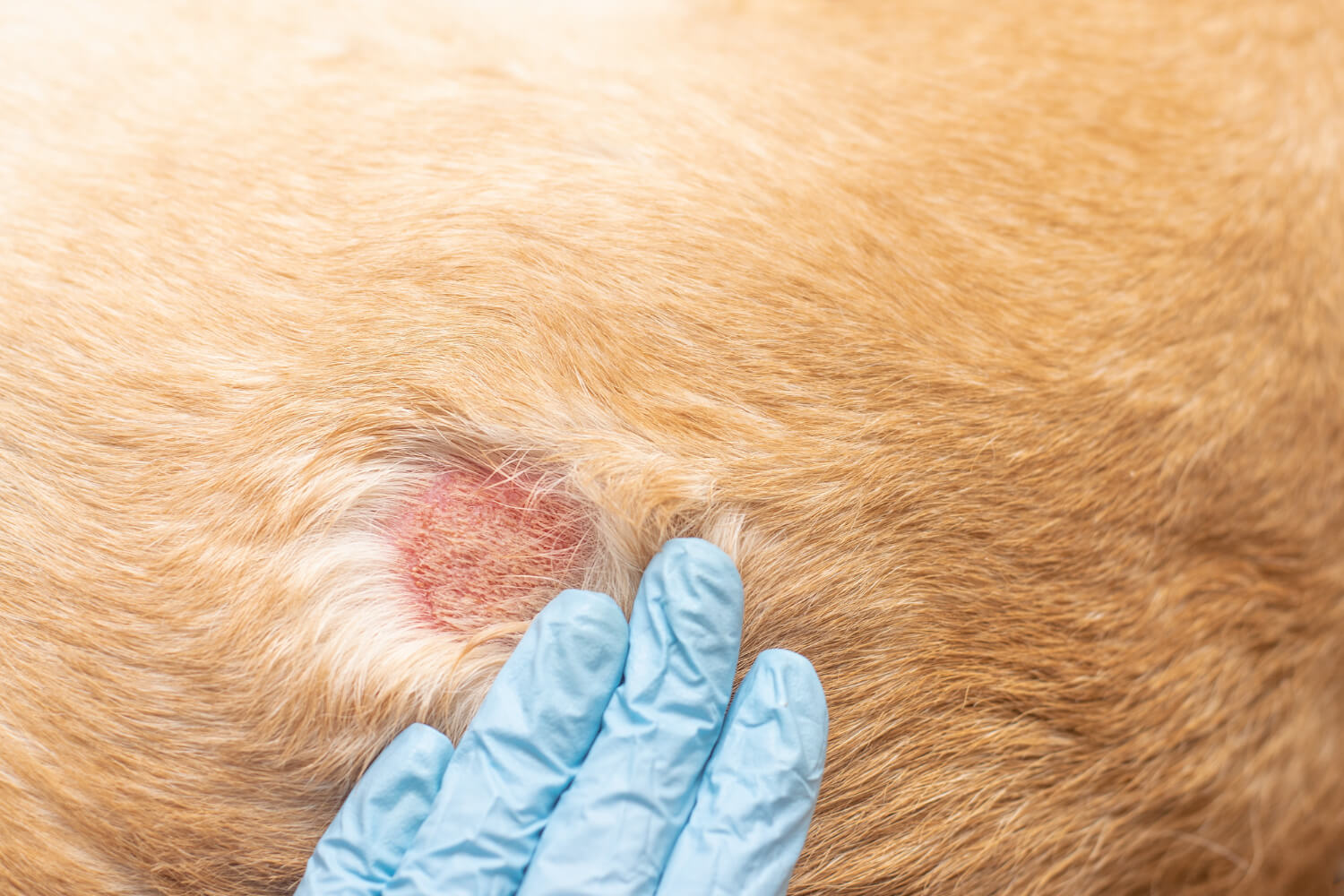 41. dog-eczema-treatment-guide-1