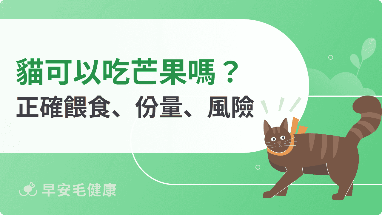 貓可以吃芒果嗎？怎麼安全餵貓吃芒果？