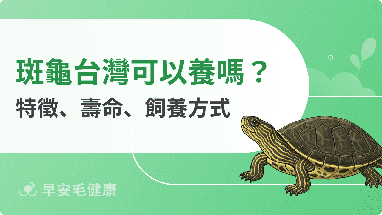 斑龜可以養嗎?認識斑龜特徵、壽命、保育與飼養方式