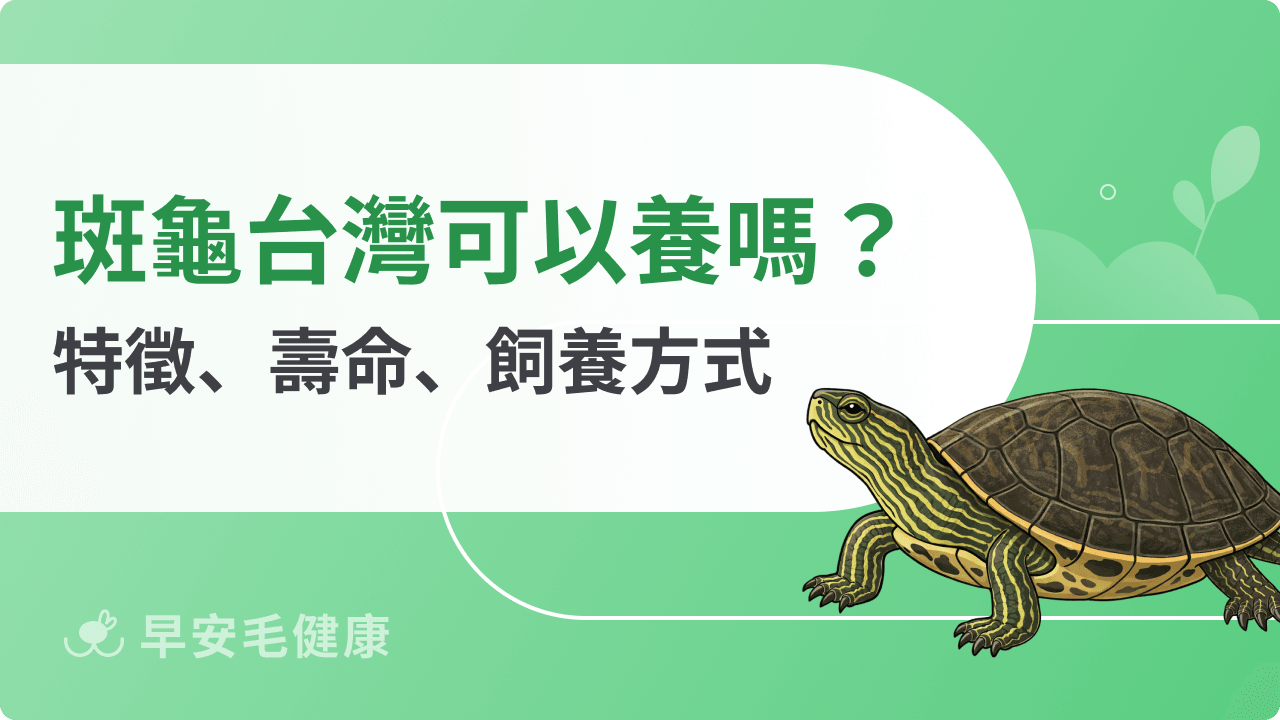 斑龜可以養嗎?認識斑龜特徵、壽命、保育與飼養方式