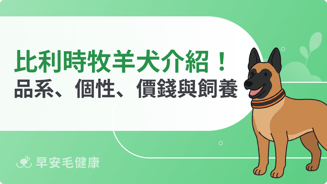 比利時牧羊犬好養嗎？四大品系、個性、飼養重點與台灣購買指南