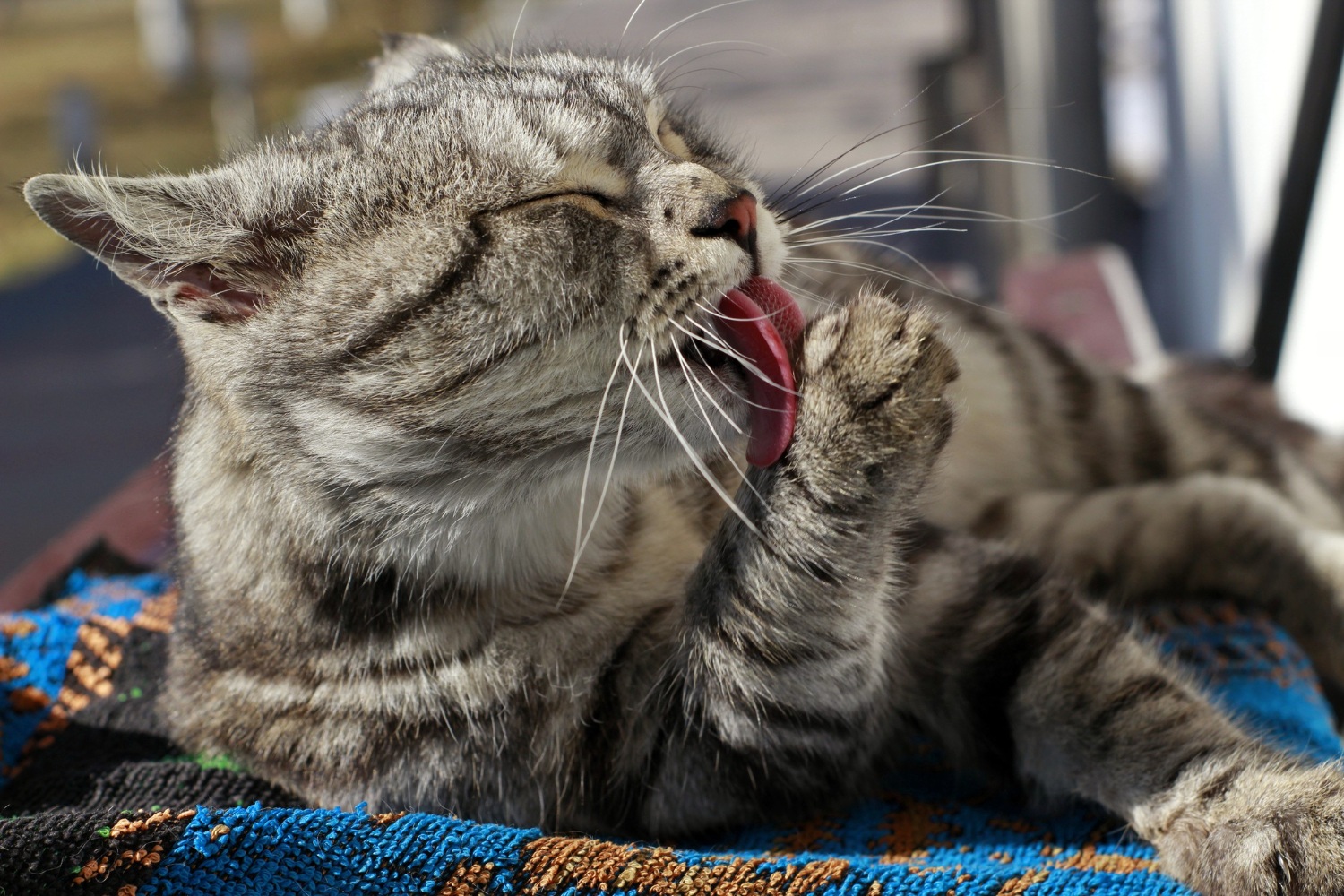 5.what-is-ringworm-in-cats-2