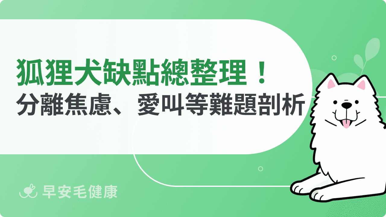 狐狸犬缺點有哪些？分離焦慮＋愛吠叫，都市飼養要慎選！