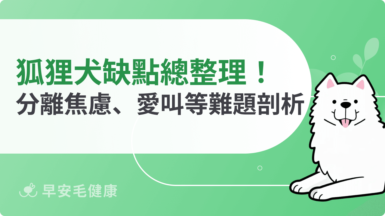 狐狸犬缺點有哪些？分離焦慮＋愛吠叫，都市飼養要慎選！