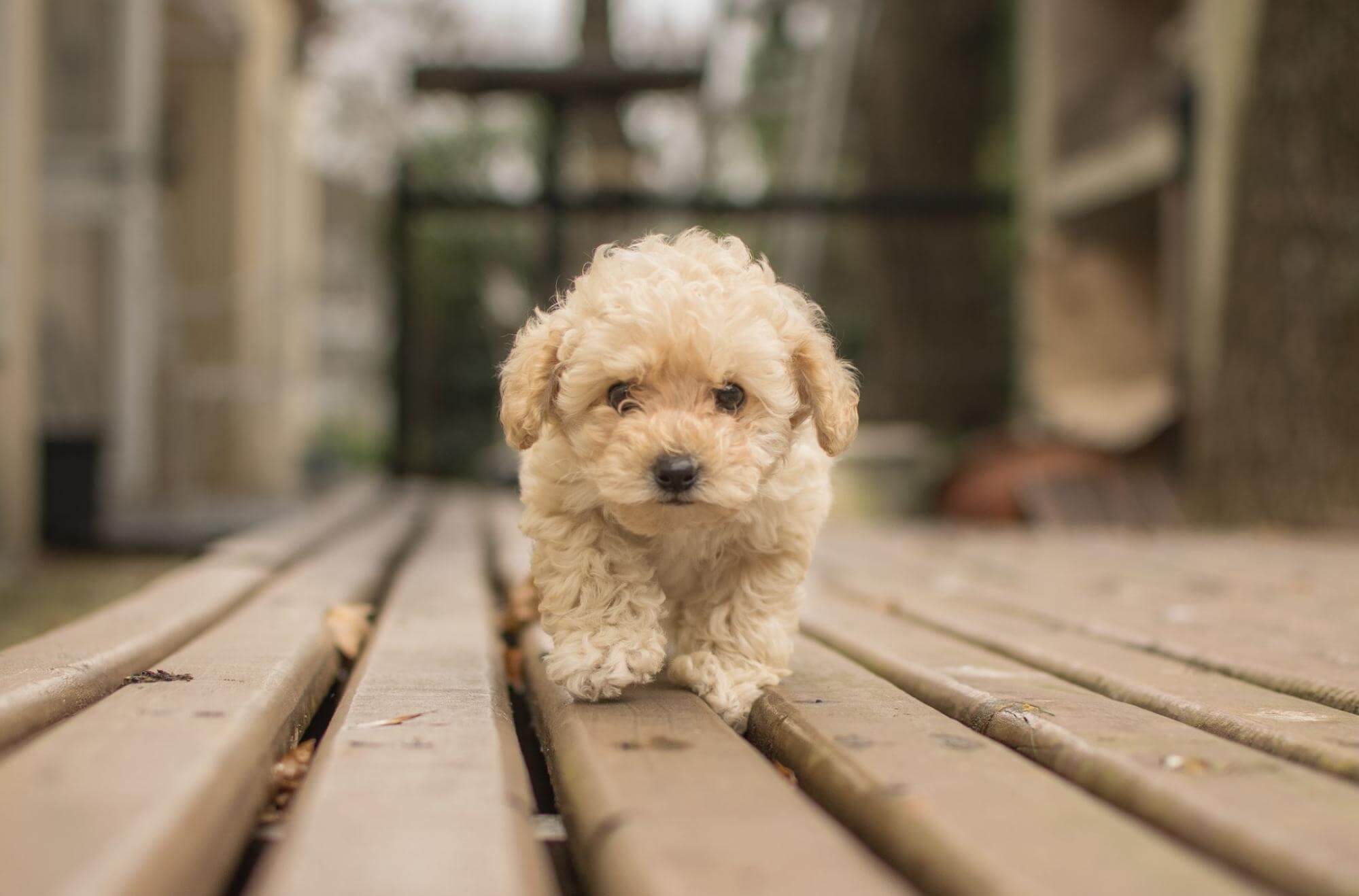 249. AI - teddy-bichon-1