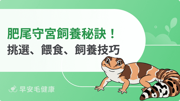 肥尾守宮飼養秘訣！品系挑選、餵食頻率、飼養環境與照顧技巧