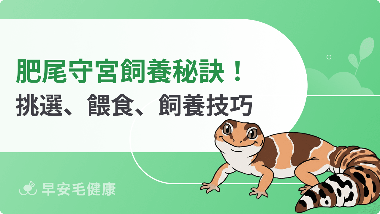 肥尾守宮飼養秘訣！品系挑選、餵食頻率、飼養環境與照顧技巧