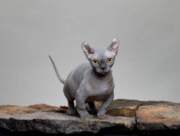 37. hairless-cat-guid-10