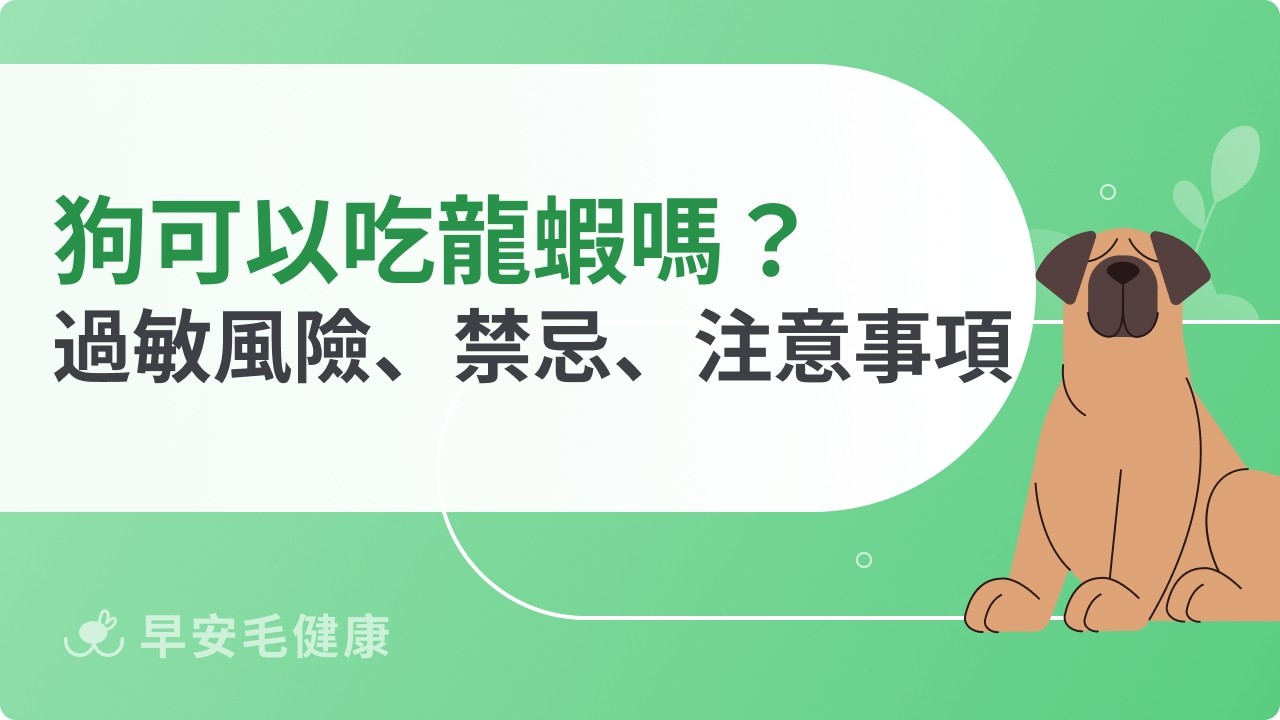 狗可以吃龍蝦嗎?過敏風險、禁忌與安全餵食重點