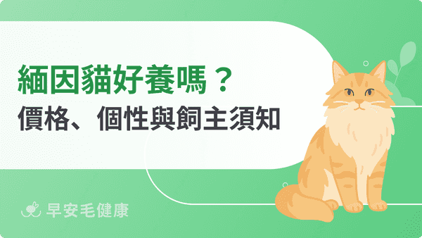 緬因貓有多大？價格、體型、常見缺陷與飼養須知