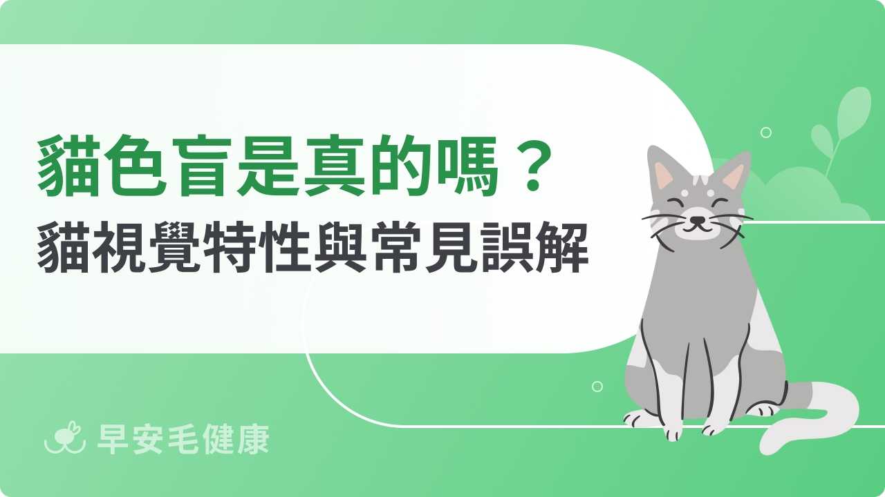 貓咪是色盲嗎?一張圖看懂貓眼世界,顏色辨別、夜視力大公開!