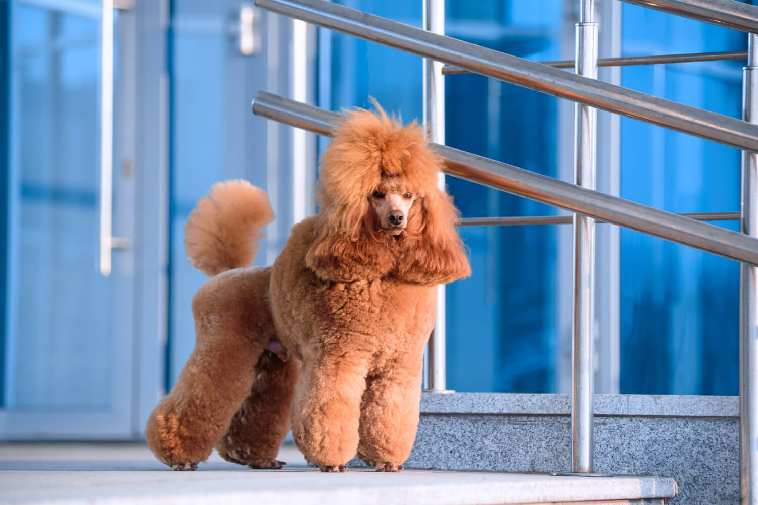 8. poodle-dog-guide-2