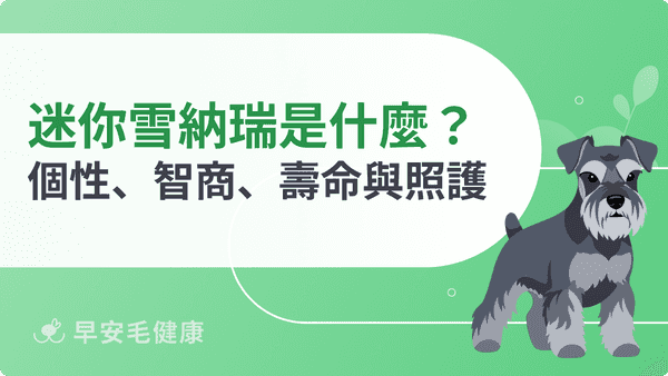 迷你雪納瑞是什麼？個性、壽命、價格與迷你特有照護重點