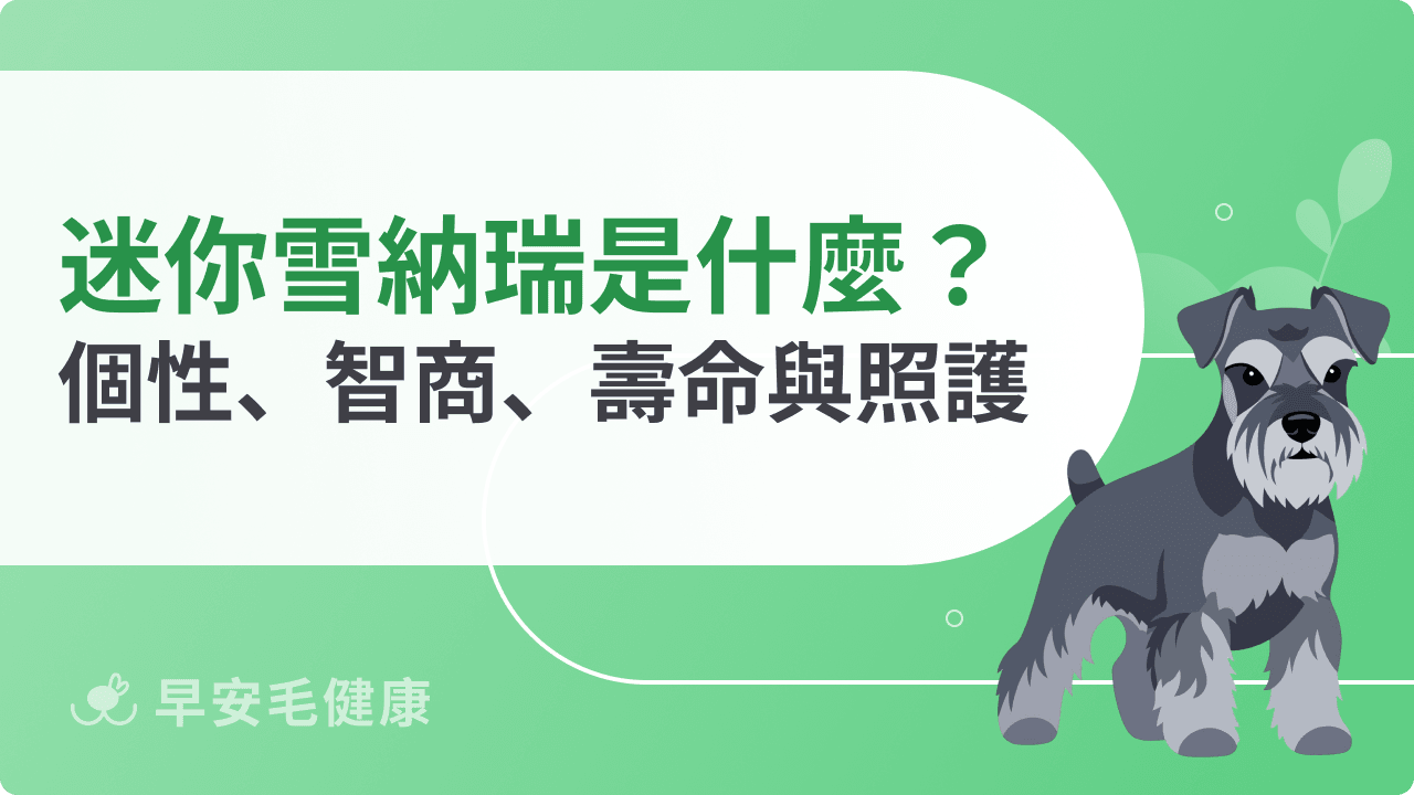 迷你雪納瑞是什麼？個性、壽命、價格與迷你特有照護重點
