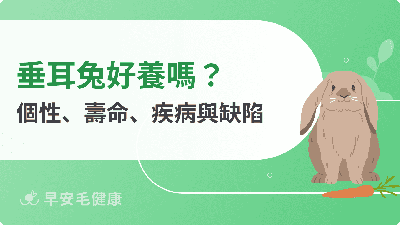垂耳兔好養嗎?垂耳兔性格、壽命和優缺點解析!