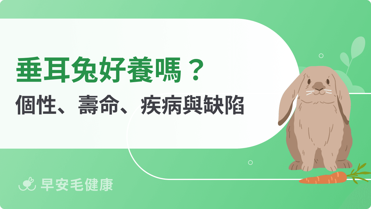 垂耳兔好養嗎?垂耳兔性格、壽命和優缺點解析!