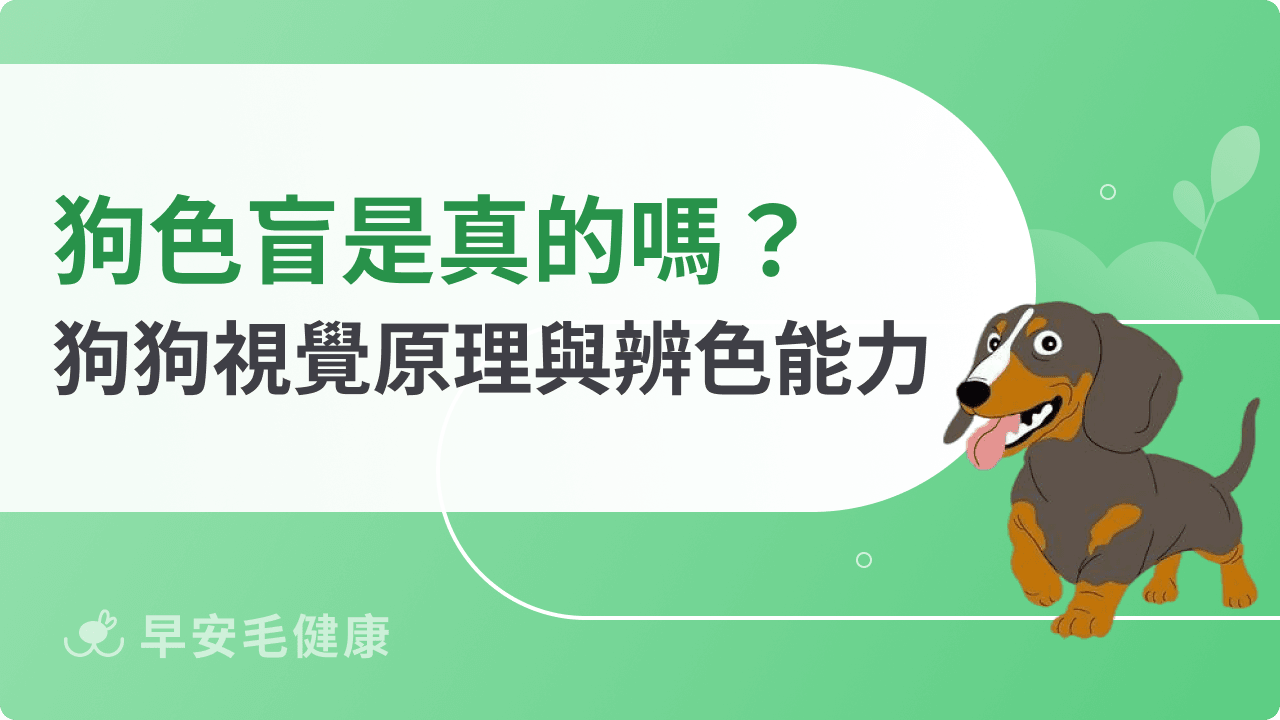 狗狗是色盲嗎?為何導盲犬能看紅綠燈?秒懂毛孩看見的色彩世界