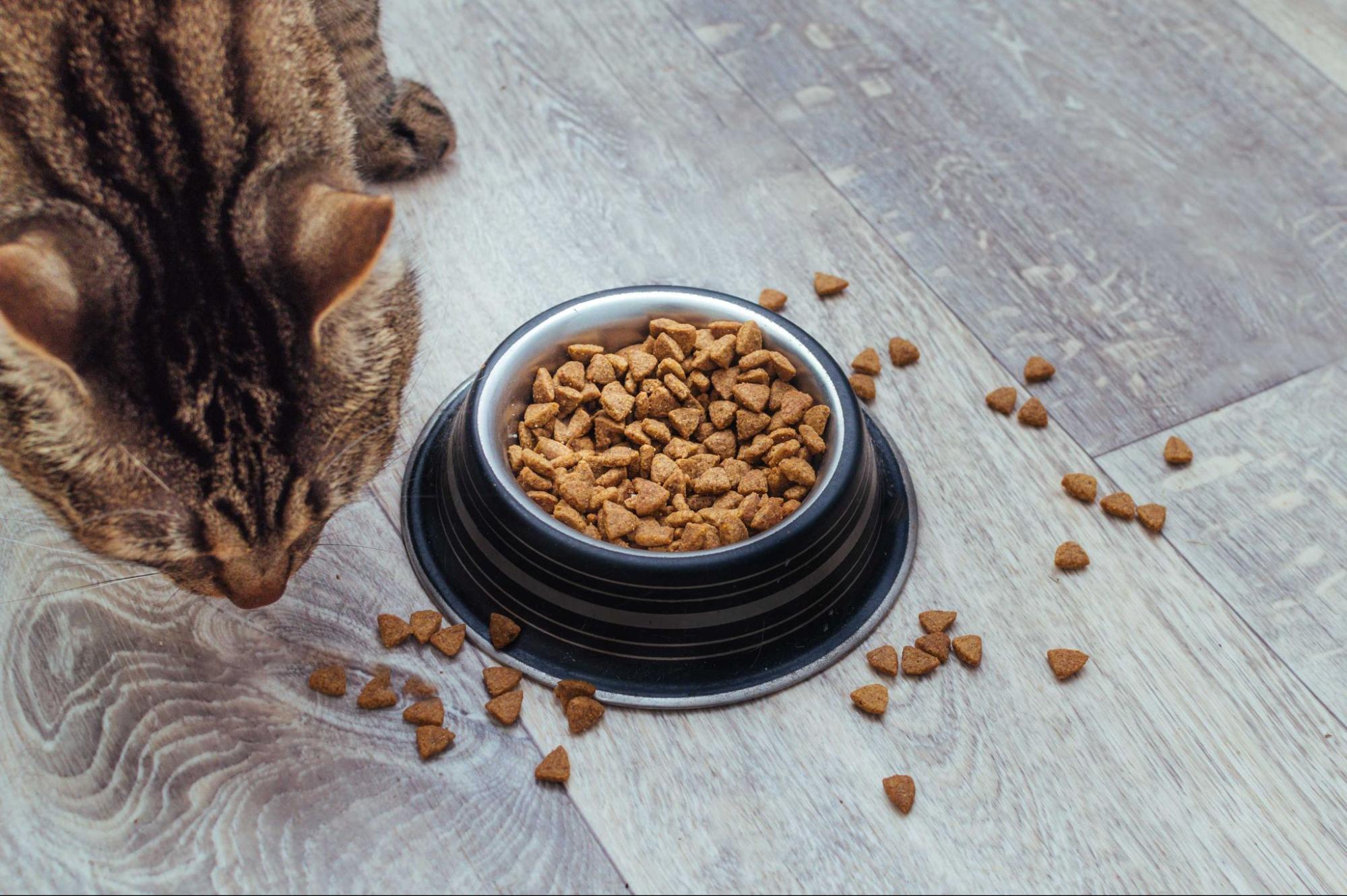 貓飼料推薦2026：18款熱門貓糧評比，高中低價位全收錄