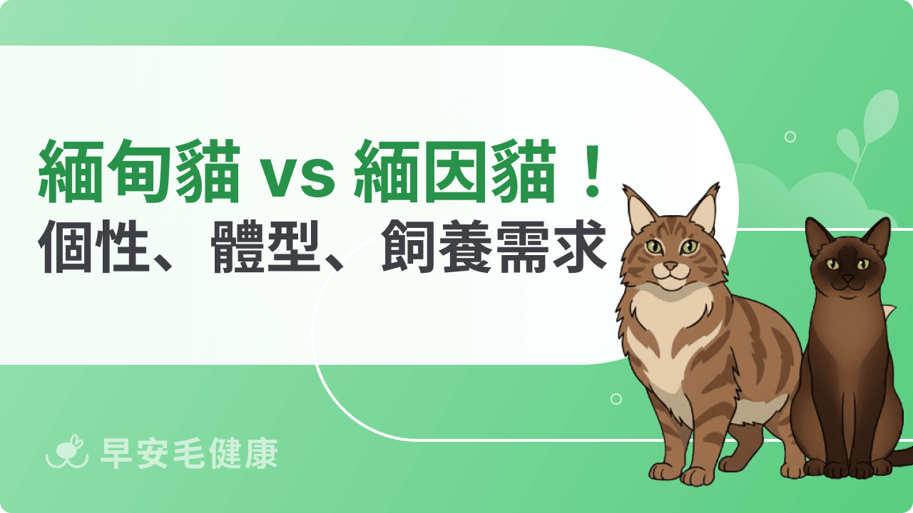 緬甸貓緬因貓差在哪？個性、體型、飼養需求一次看