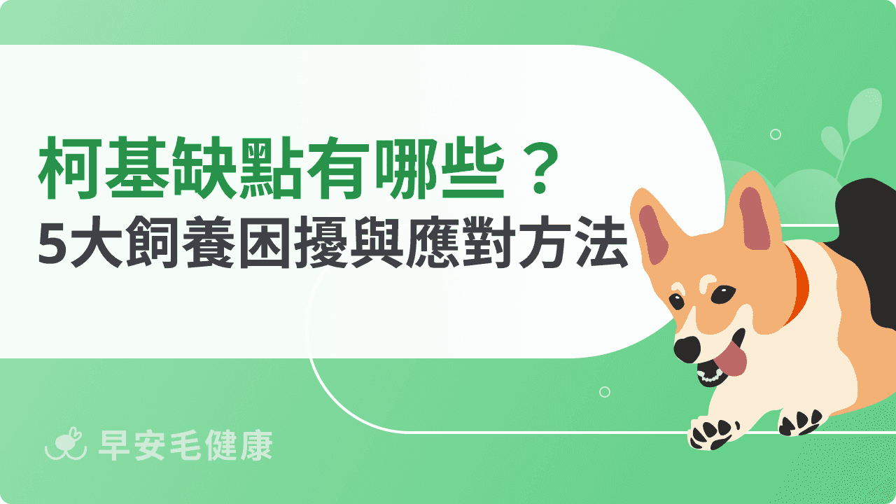 柯基缺點有哪些?專家親揭5大飼養困擾與應對方法