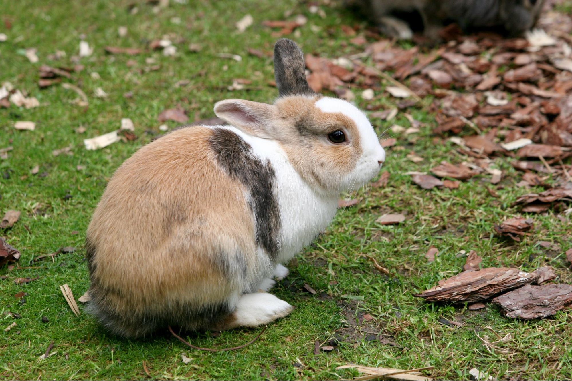 98. netherland-dwarf-rabbit-guide-1