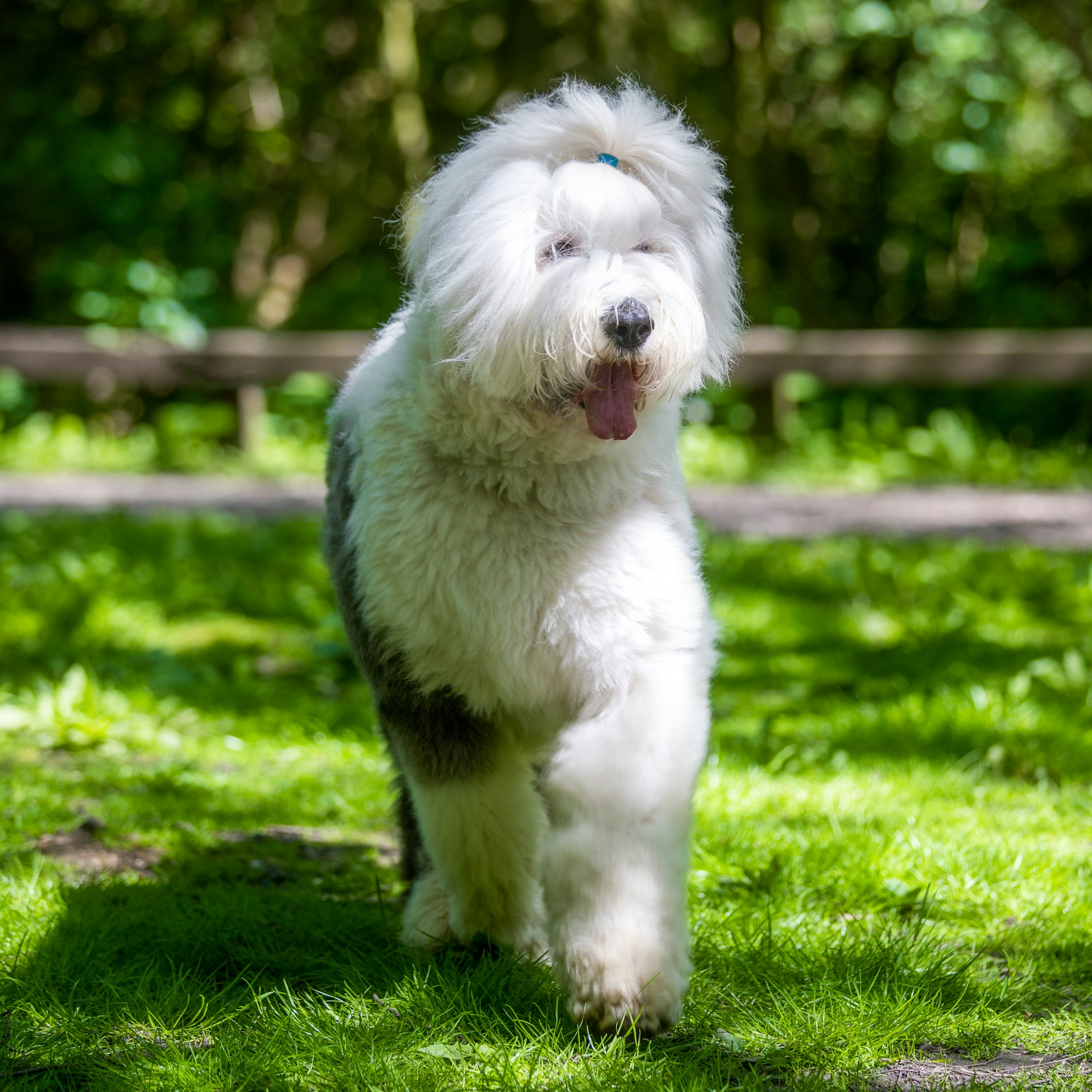 白色古代牧羊犬在草地上奔跑