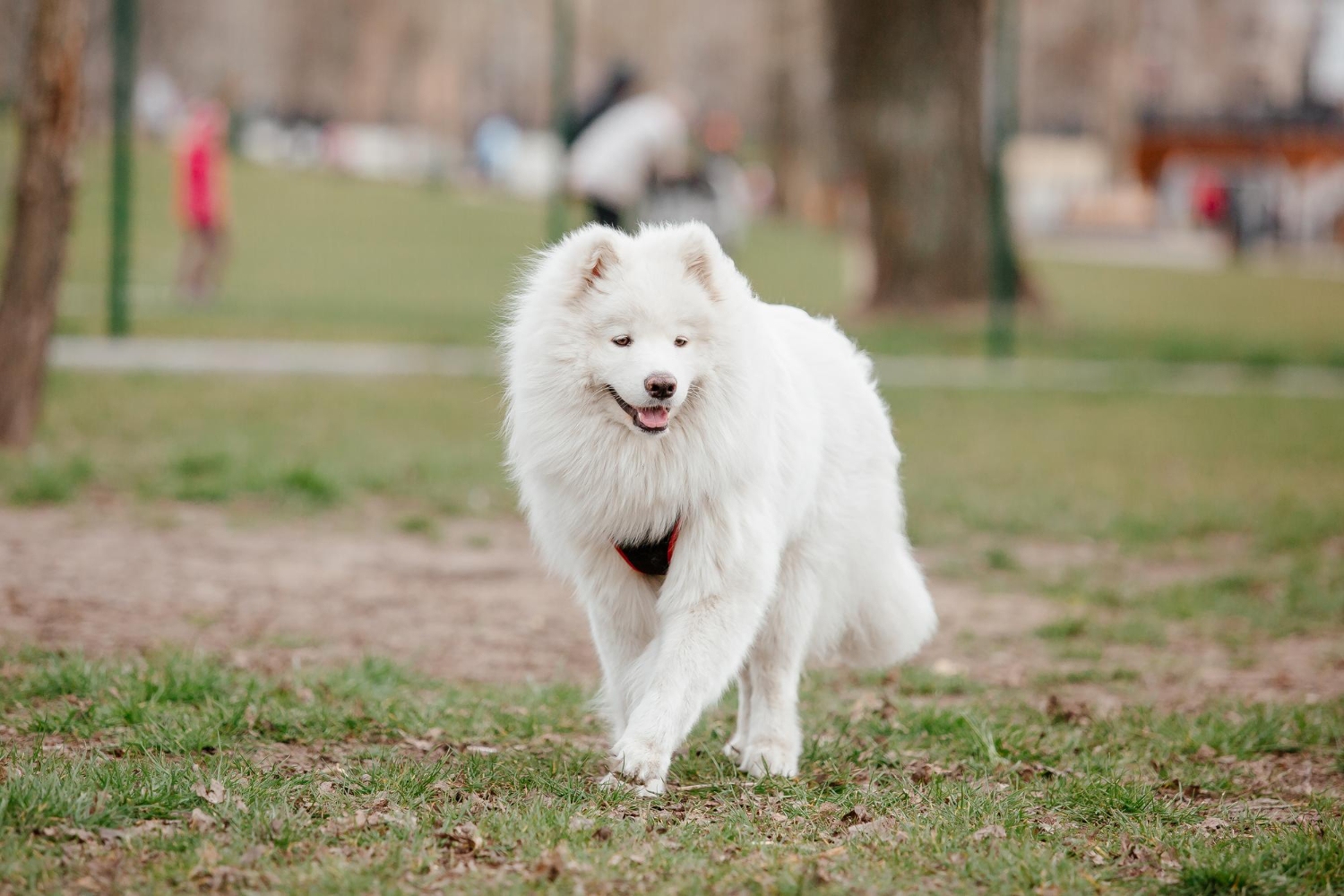 17.samoyed-dog-guide-1