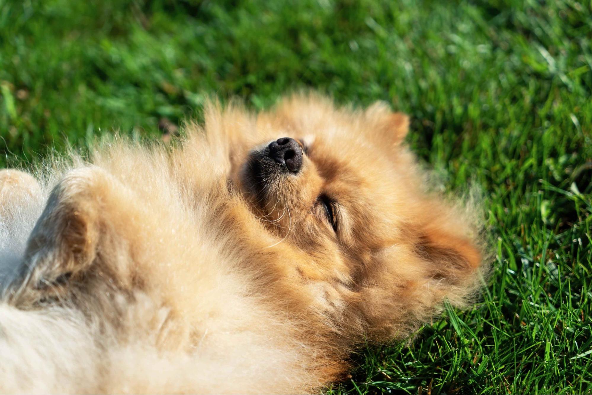 31.pomeranian-dog-guide-1
