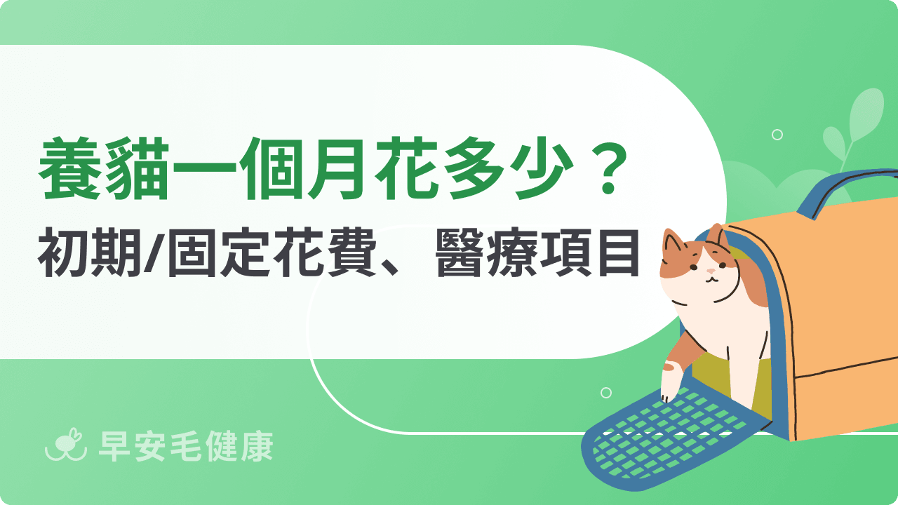養貓一個月花費解析:貓年度費用、每月支出