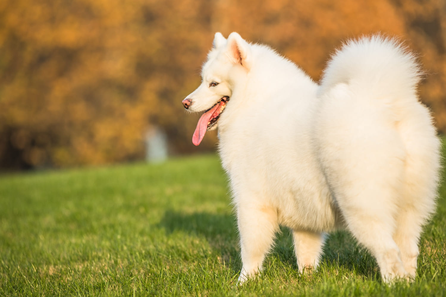 28.japanese-spitz-guide-2