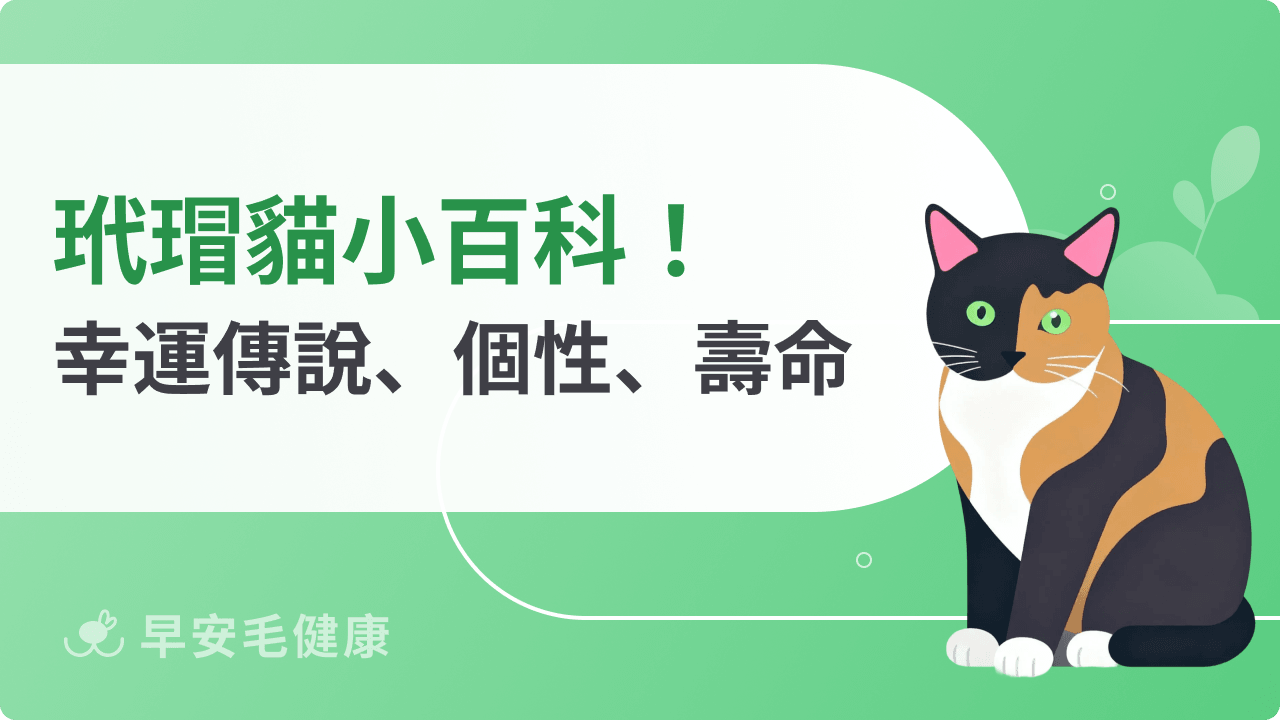 玳瑁貓代表幸運?揭開各國傳說、特徵、壽命、個性與照顧祕訣!