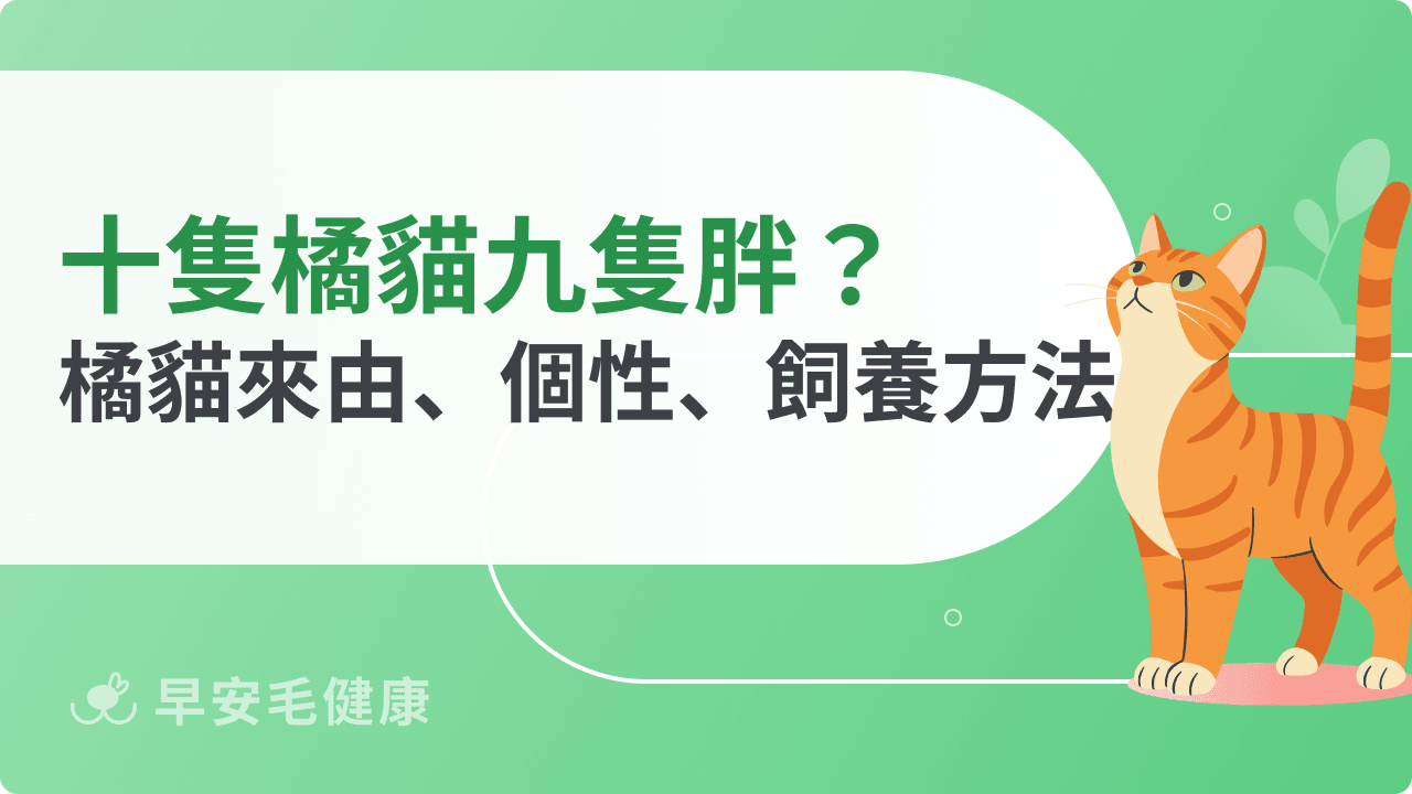十隻橘貓九隻胖?橘貓品種、個性、花紋與領養價格指南