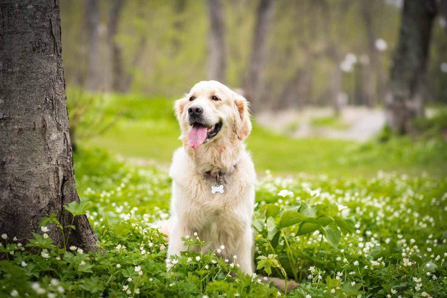 黃金獵犬坐在綠地白色小花叢中吐舌微笑
