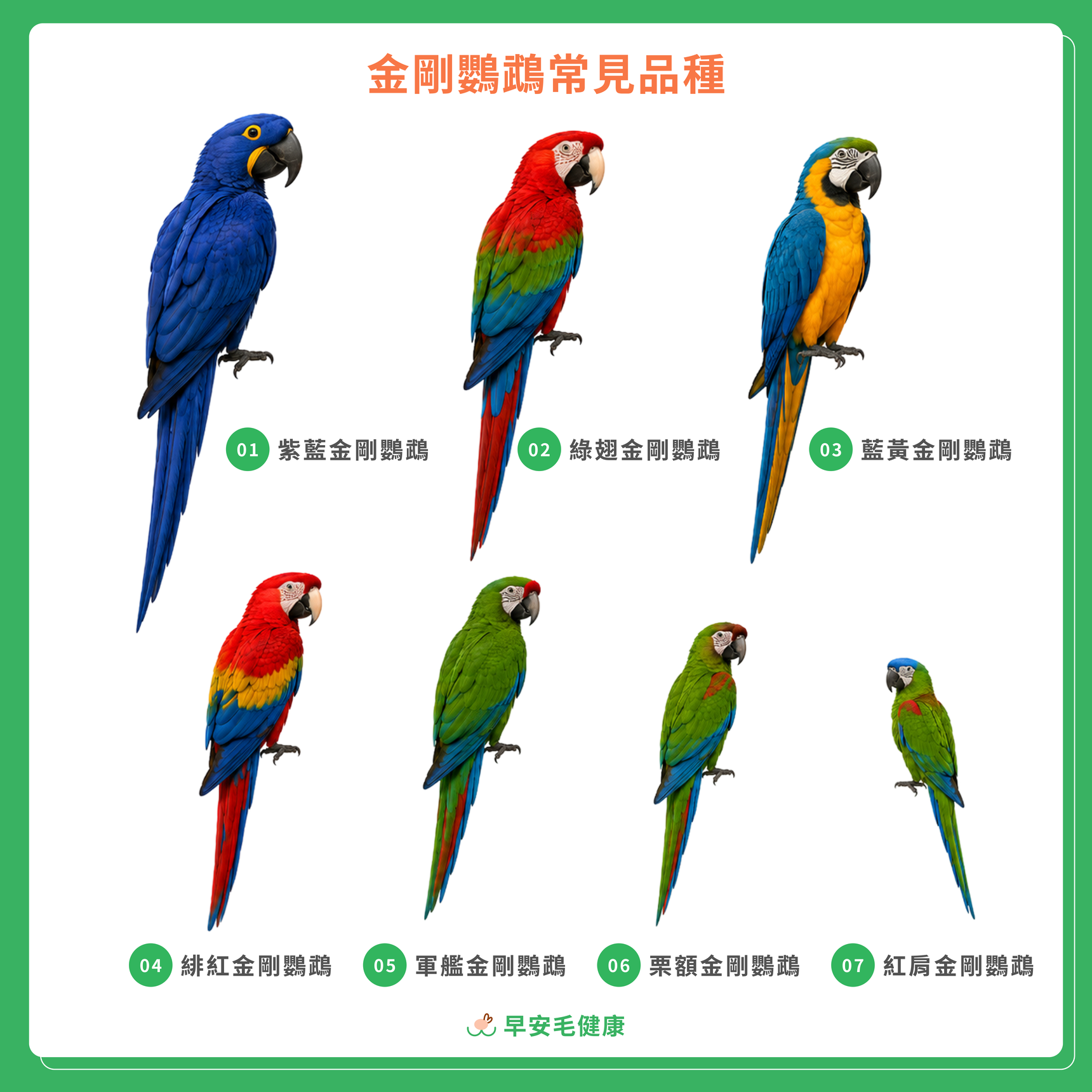 7種純種金剛鸚鵡常見品種