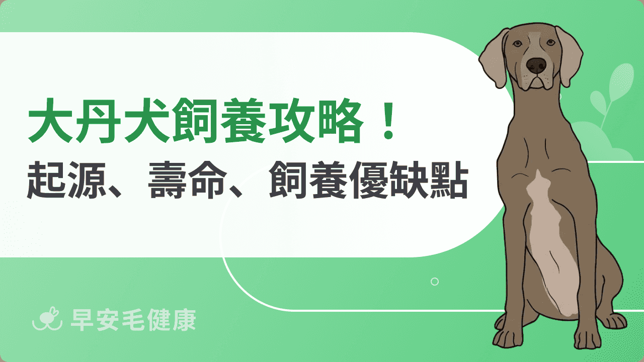 大丹犬適合在台灣養嗎?大丹犬飼養缺點、價格和照顧重點!
