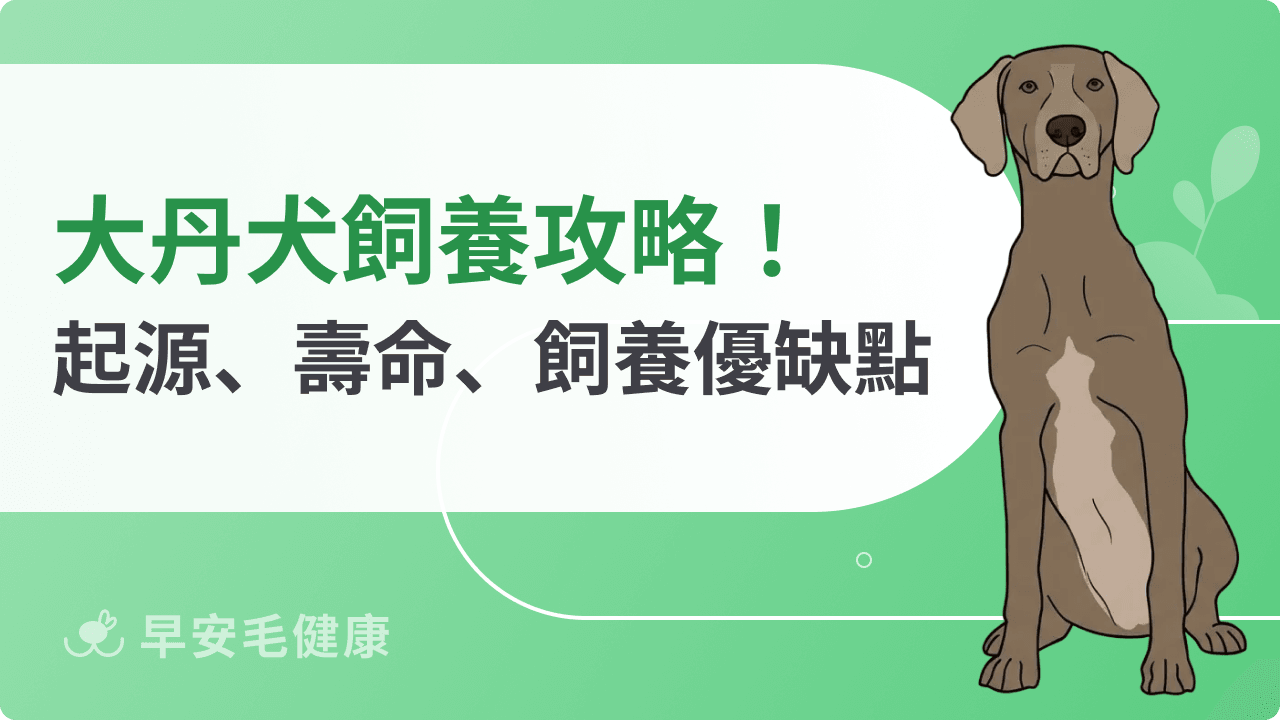 大丹犬適合在台灣養嗎?大丹犬飼養缺點、價格和照顧重點!