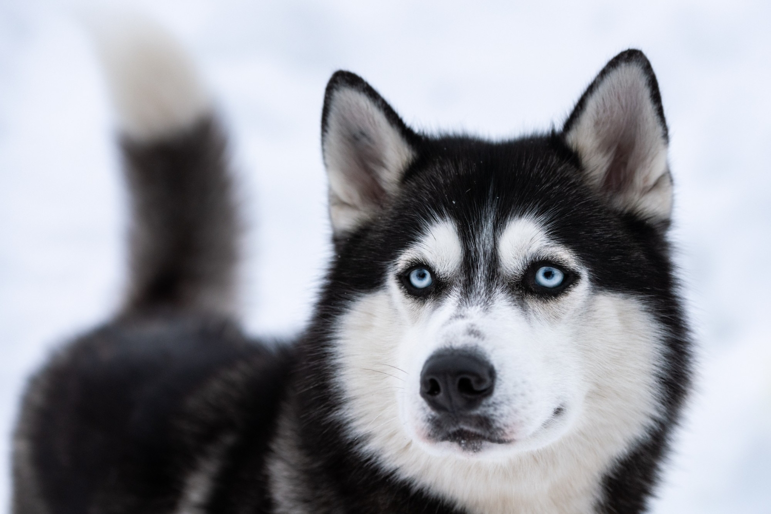 7.siberian-husky-guide-1
