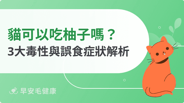 貓可以吃柚子嗎?解析柚子 3 大毒性與中秋柚子帽安全攻略