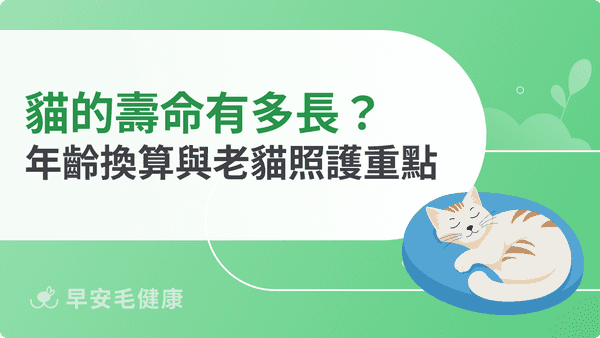 貓的壽命有多長？10大老化跡象判斷、老貓疾病預防與照護重點