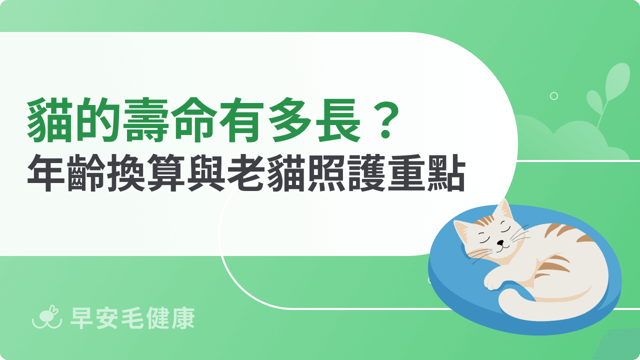 貓的壽命有多長？10大老化跡象判斷、老貓疾病預防與照護重點