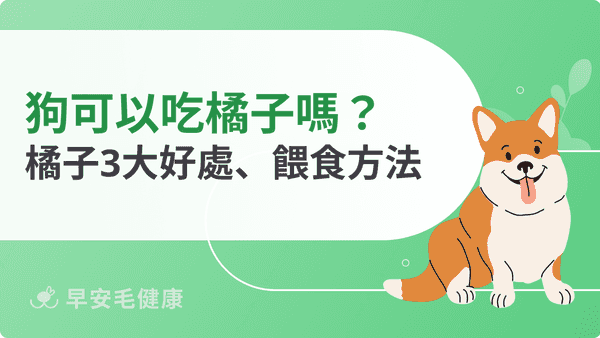 狗可以吃橘子嗎？柑橘餵食份量、橘子皮毒性與注意事項必看