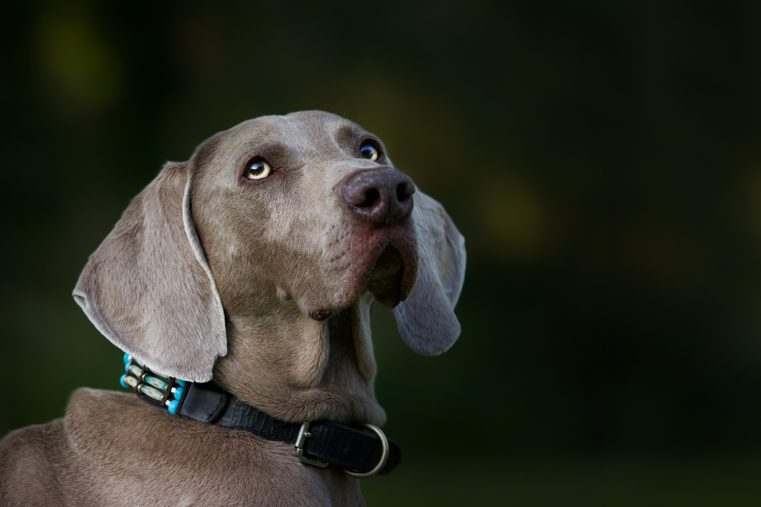 戴著黑色項圈的威瑪獵犬頭部特寫仰望上方