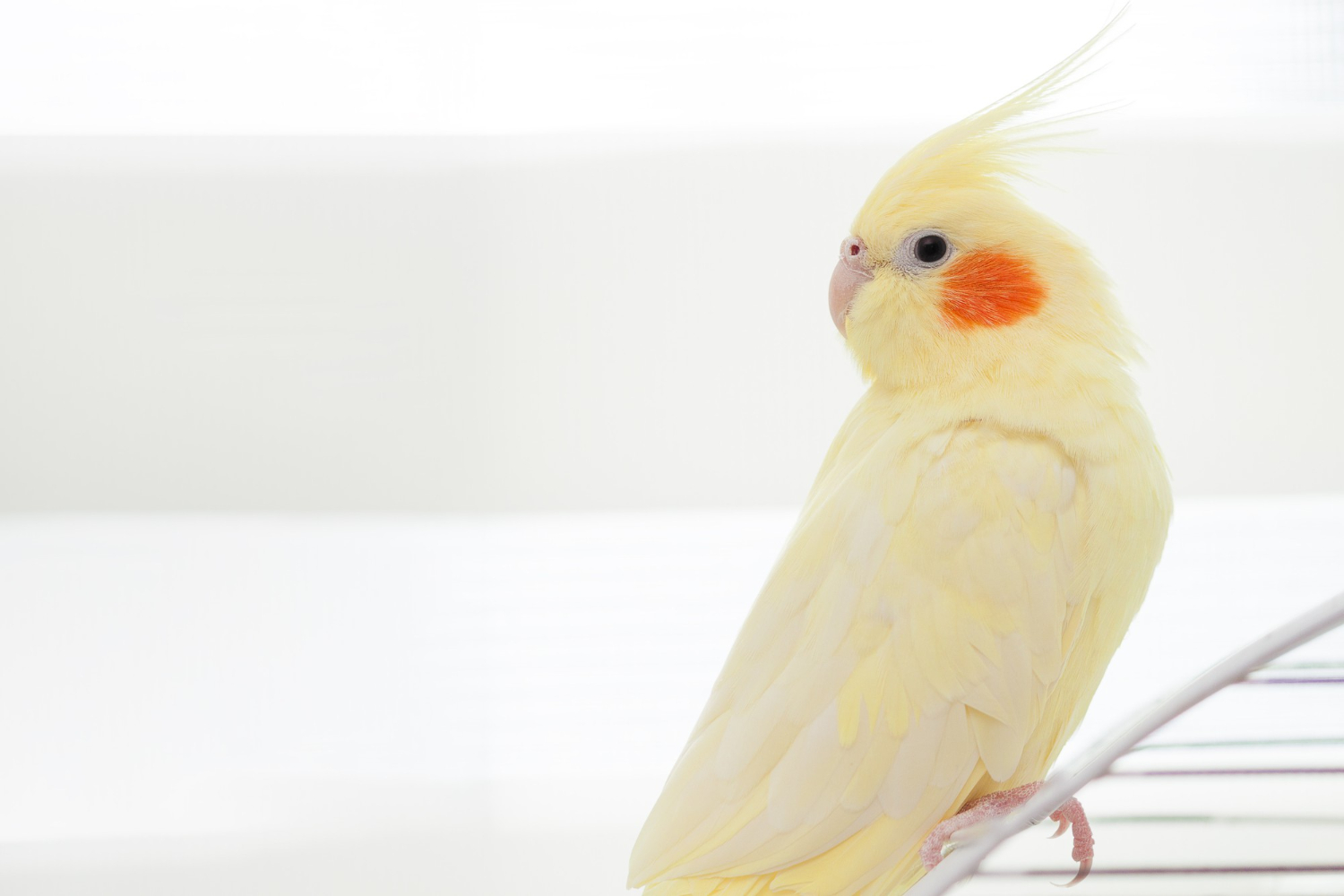 黃化玄鳳鸚鵡站在鳥籠邊,全身淡黃羽毛與橘色臉頰