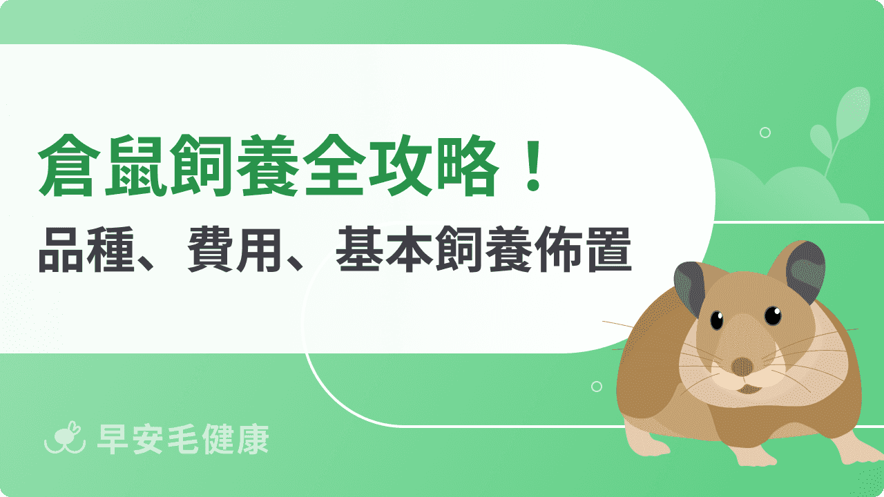 倉鼠飼養必讀!倉鼠品種、優缺點、常見疾病與飲食介紹