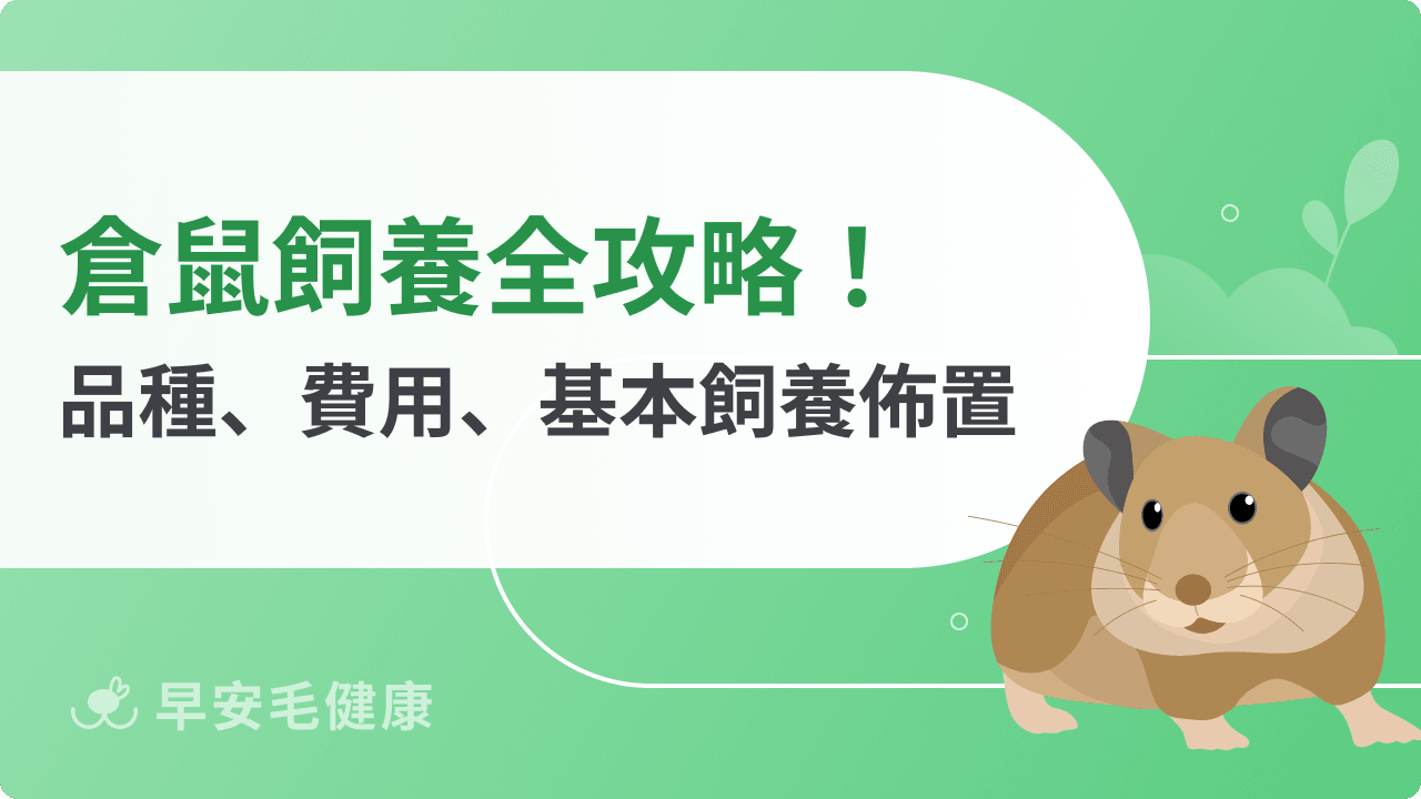 倉鼠飼養全攻略:品種壽命、個性特徵、飼養環境與健康照護