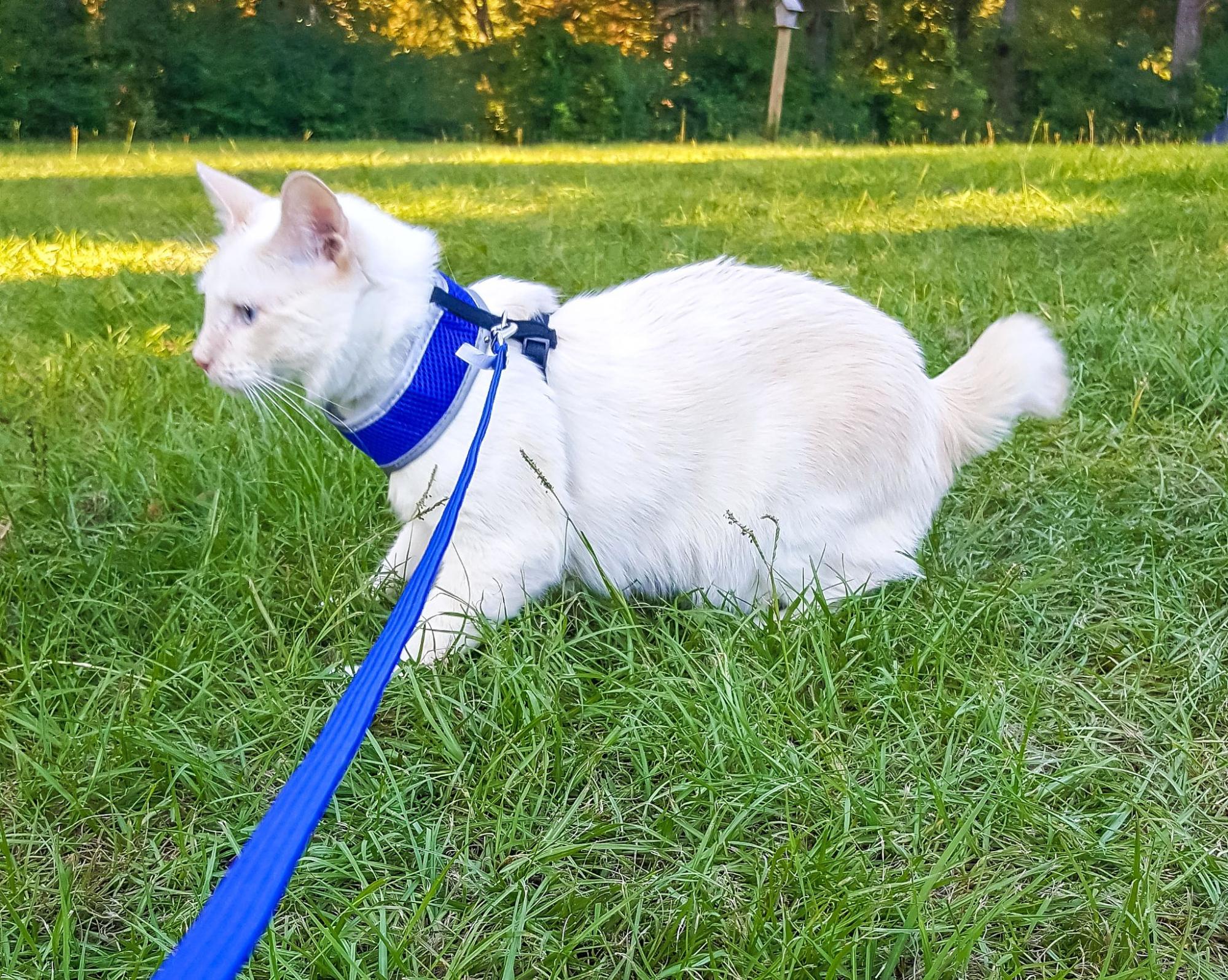 6.kinky-tail-cat-3