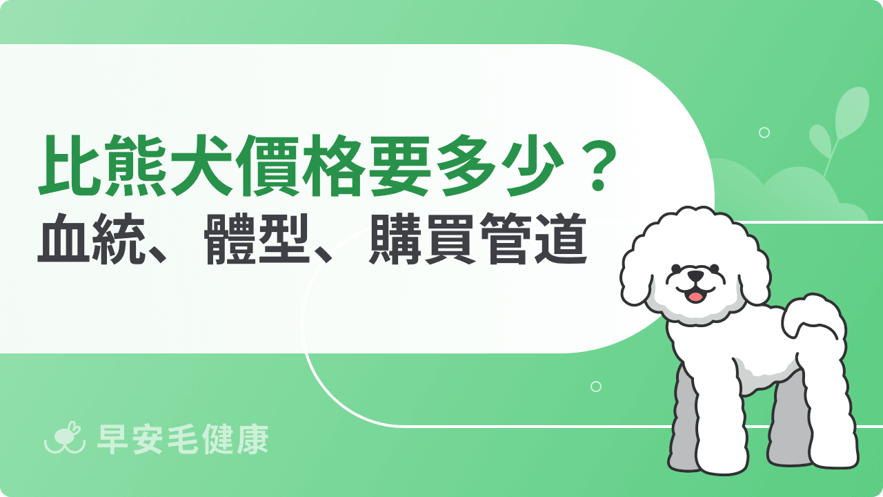 比熊價格行情解密！購買前必知3大影響因素與管道價差！