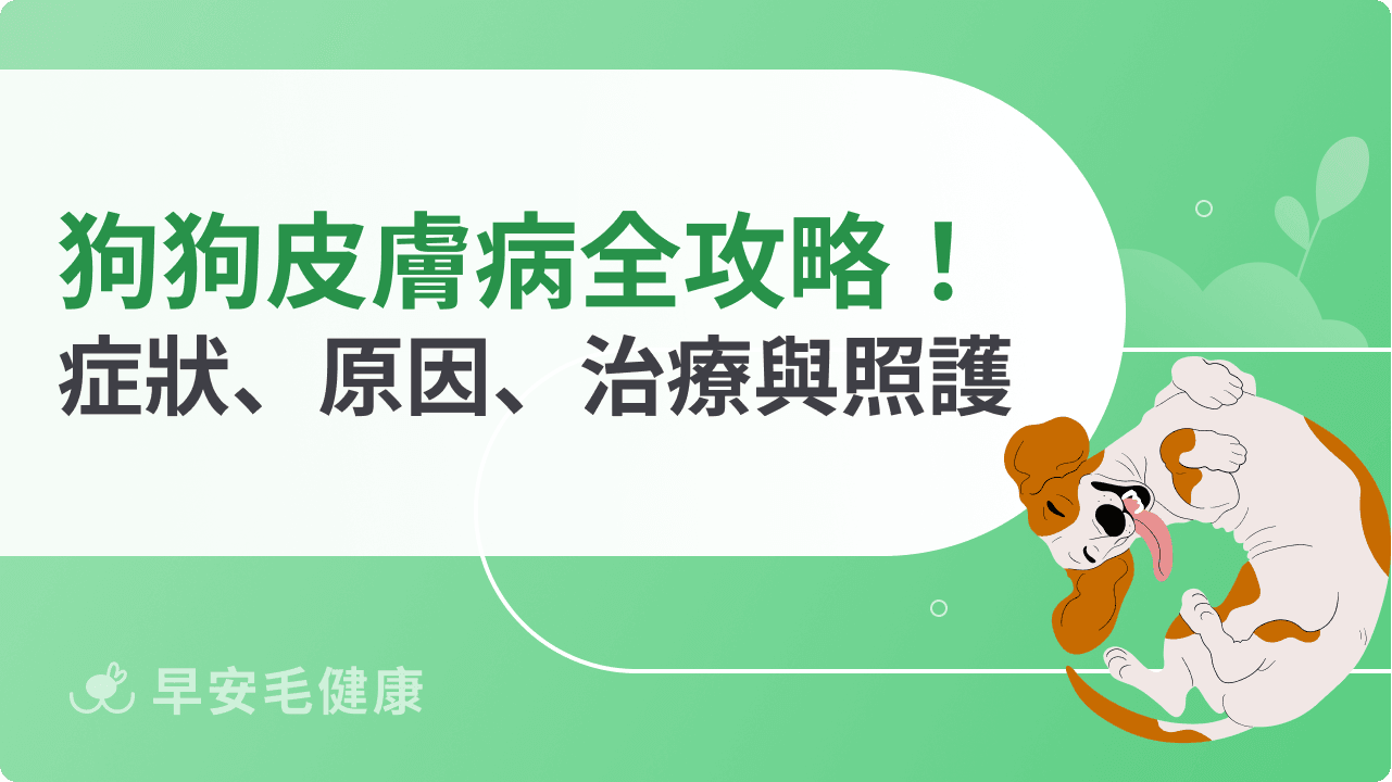 狗狗皮膚病全攻略：9種症狀照片辨識、結痂膿包原因與治療費用