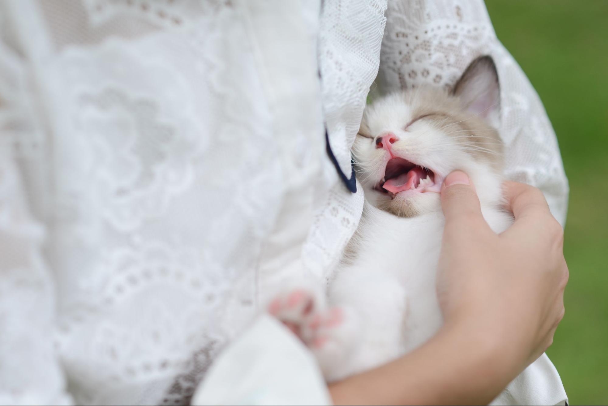 38.cat-feline-stomatitis-2